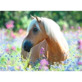 Puzzle Calut Pe Camp De Flori, 300 Piese Ravensburger - 1
